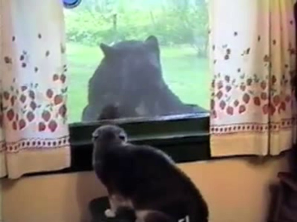 Kitty Meets a BEAR