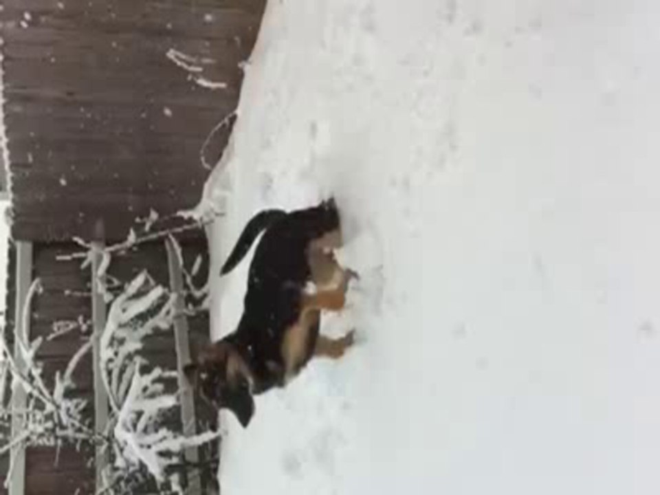 German Shepherd's first snow