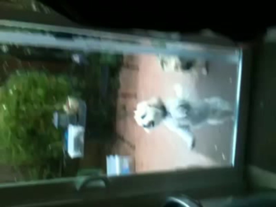White Dogs Can Jump