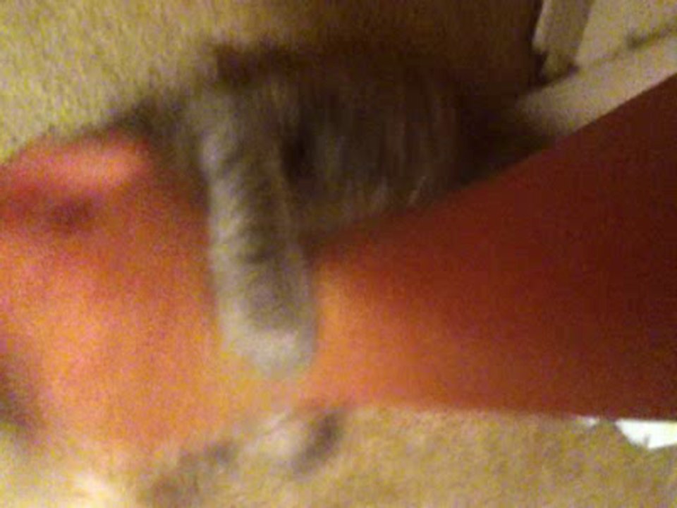 My Cat Has SAVAGED ME!!
