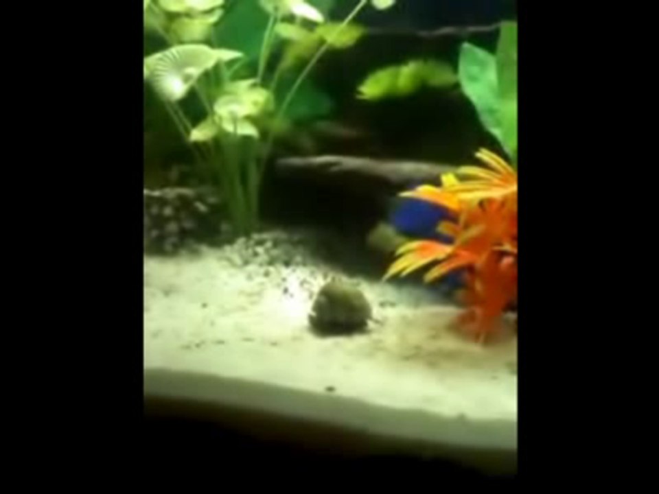 Mystery Snail High Dive