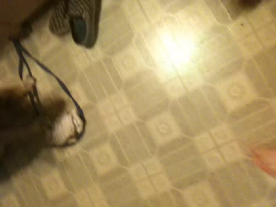 Daisy chasing my feet!