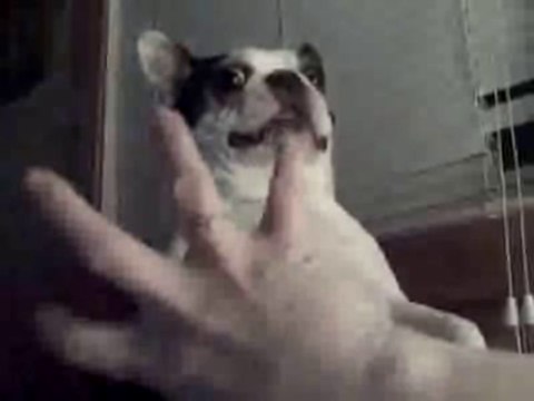 Boston Terrier dog likes his belly tickled! Funny face ~ CUTE! (Original)