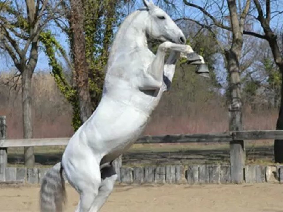 Manon & Mazeppa Némausa