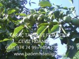 BADEM VE CEVİZ FİDANI 0531 974 74 99 ÜRETİCİSİNDEN