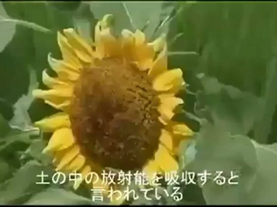 ドイツから見た日本。