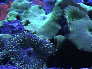 Musée de la Mer - Biarritz