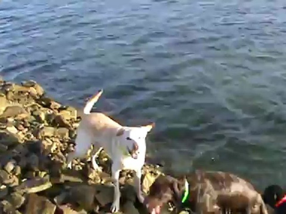 concours de plongeons Elfy et Faolan !