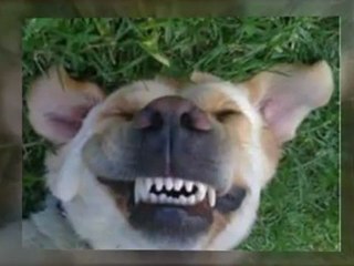 Non-Anesthesia Dog Teeth Cleaning and Dog Training Day 8