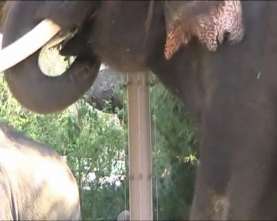 La langue de l'éléphant