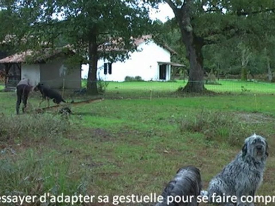 Exercice balançoire : adapter sa gestuelle pour que le chien comprenne ce qu'on lui demande !