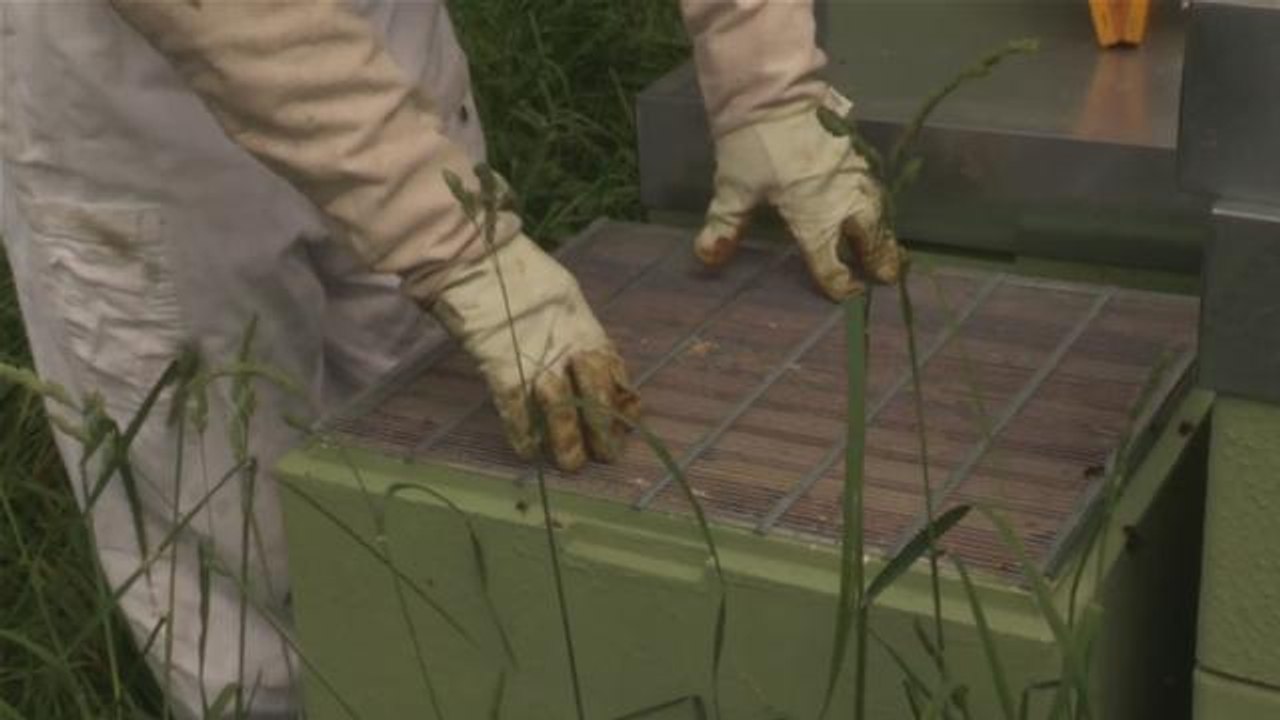 How to Install and Use a Queen Excluder