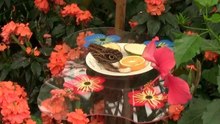 Papegaaiendag in de Orchideeënhoeve te Luttelgeest