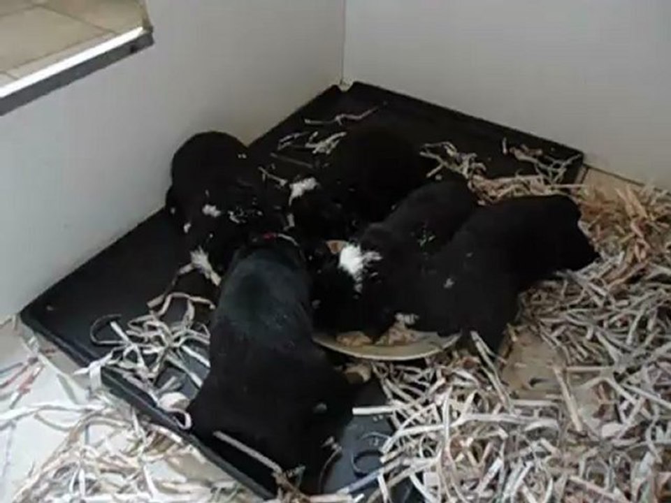 MOV00341 Bouvier Bernois 3 semaines