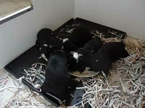 MOV00341 Bouvier Bernois 3 semaines