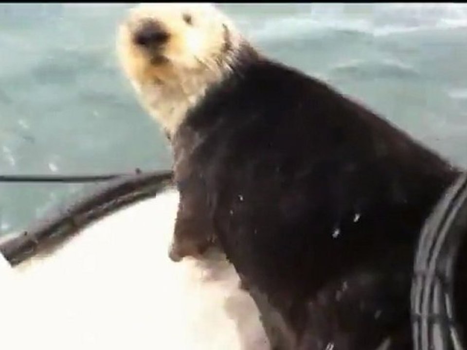 Orques vs Maman loutre