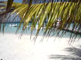 Goffs Caye Snorkling In Belize