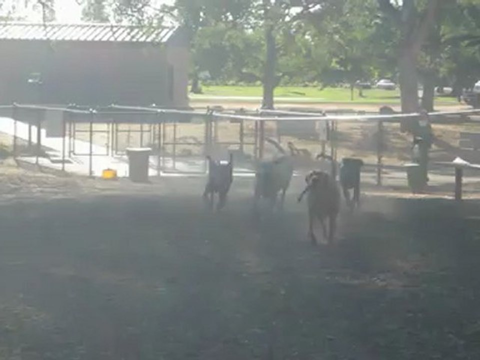 Dog Boarding Placer County