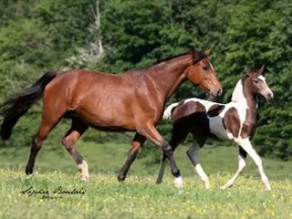 ELEVAGE DE MAISON NEUVE 2012