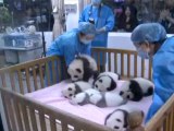 Conozca a los siete bebés pandas más tiernos del mundo