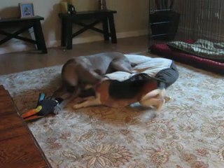 Dog Kennel Sacramento