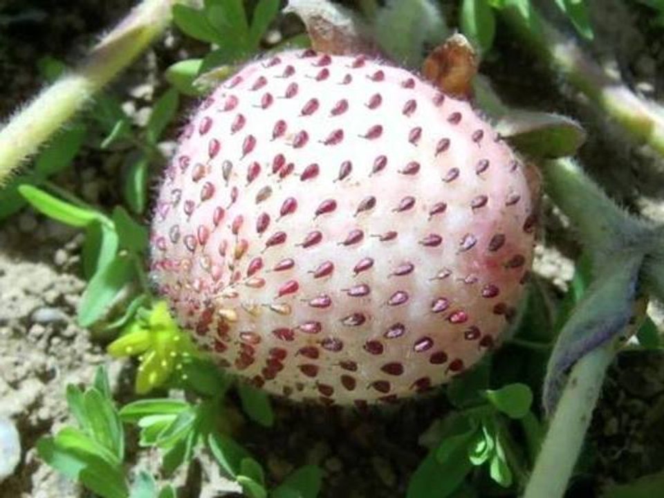 Slow Food #3 - Les Sentinelles