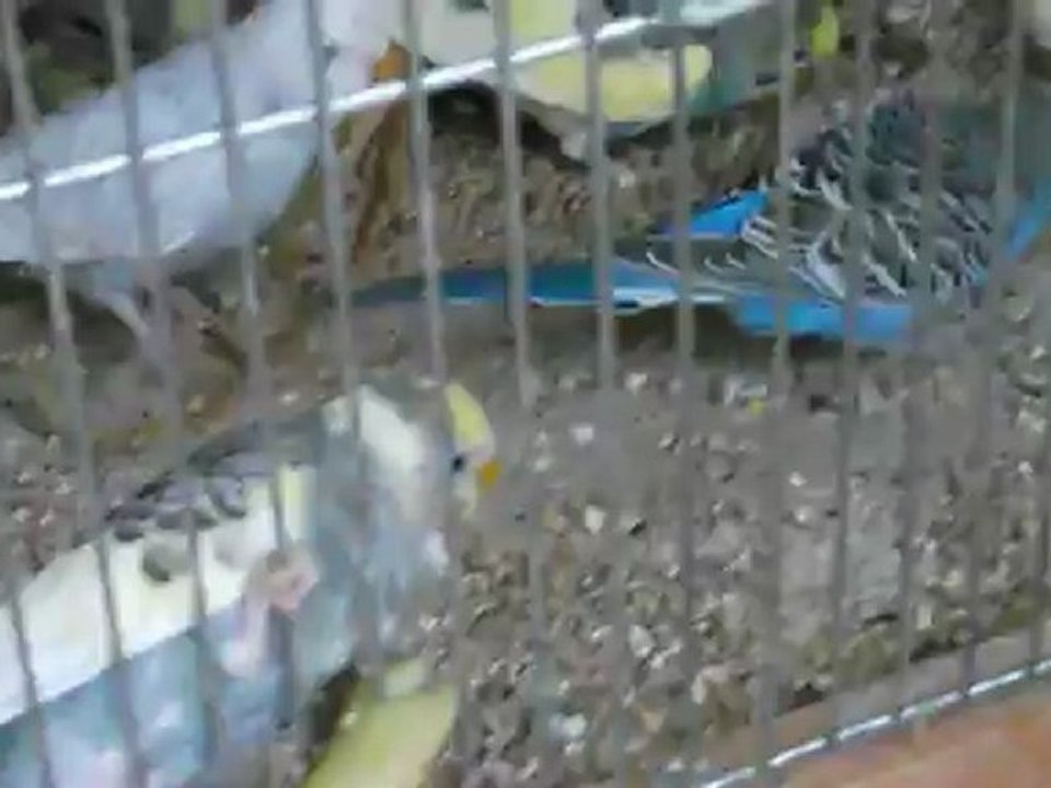 les perruches et la pomme (3eme partie)