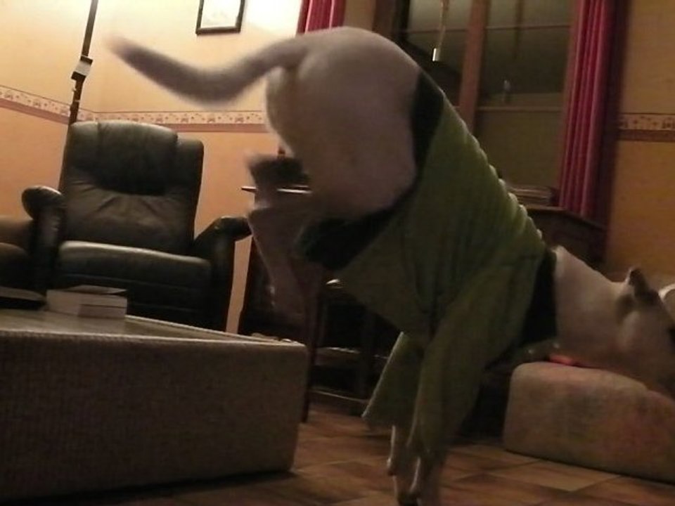 Handstand niveau débutant