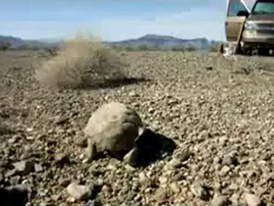 (109) (01) Peace Turtle Moving along