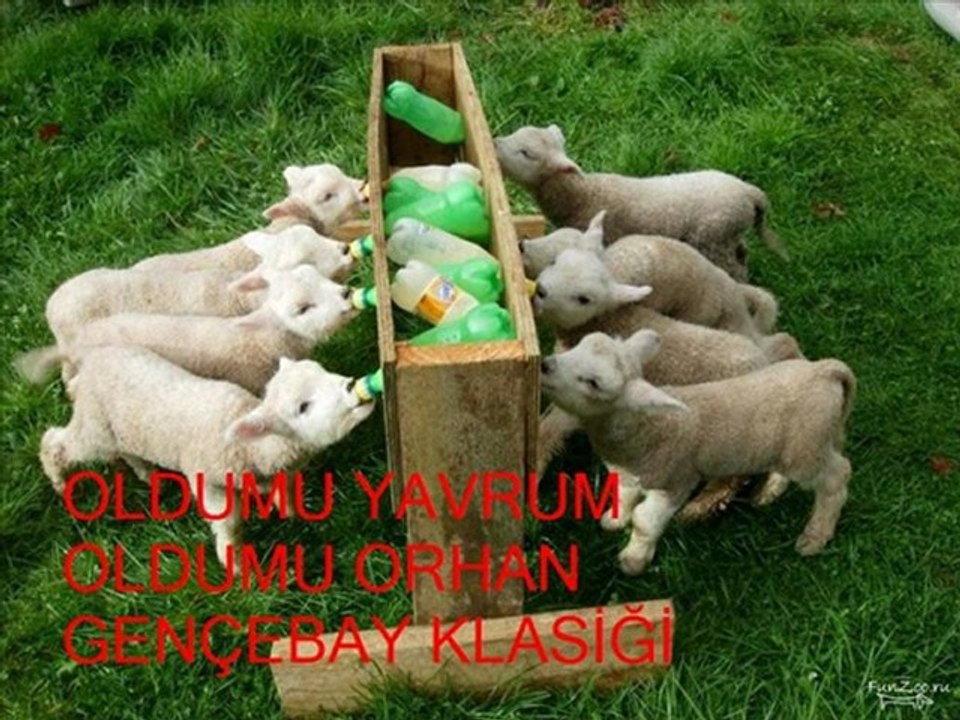 OLDUMU YAVRUM OLDUMU.