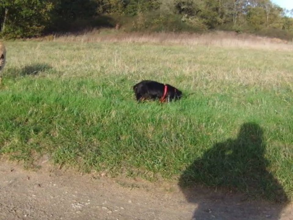 ballade dans les champs (nov. 2012)