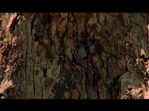 A Fistful of Dynamite - Restoration Italian Style