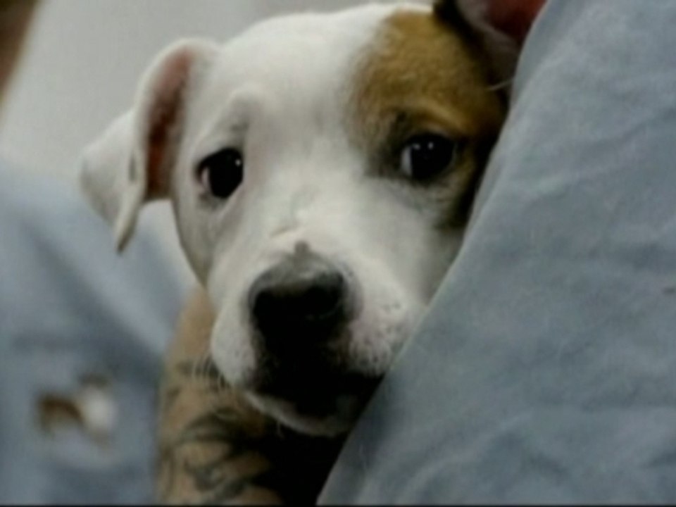 Rescuing the pets left behind by Sandy