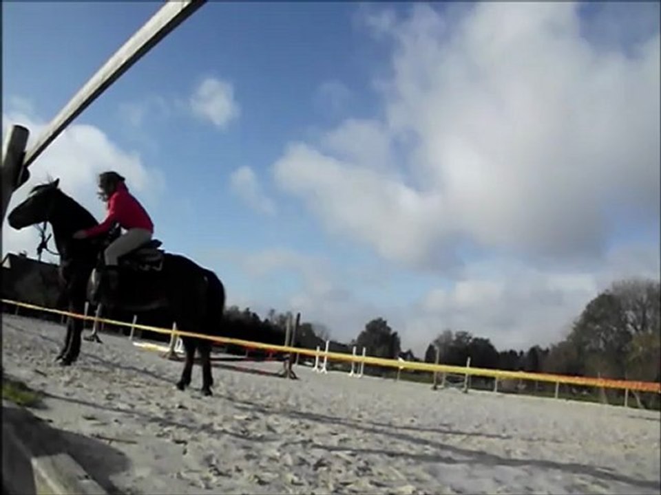 travail en piste licol