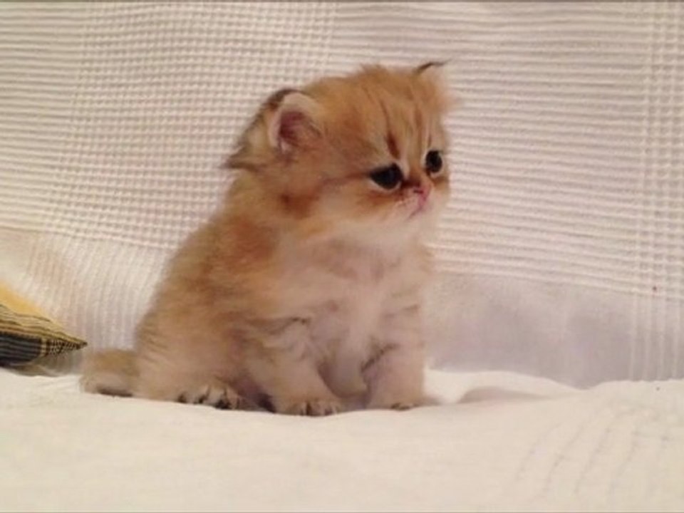 Heidi de Silver Gate - Chaton Femelle Persan Golden Shell