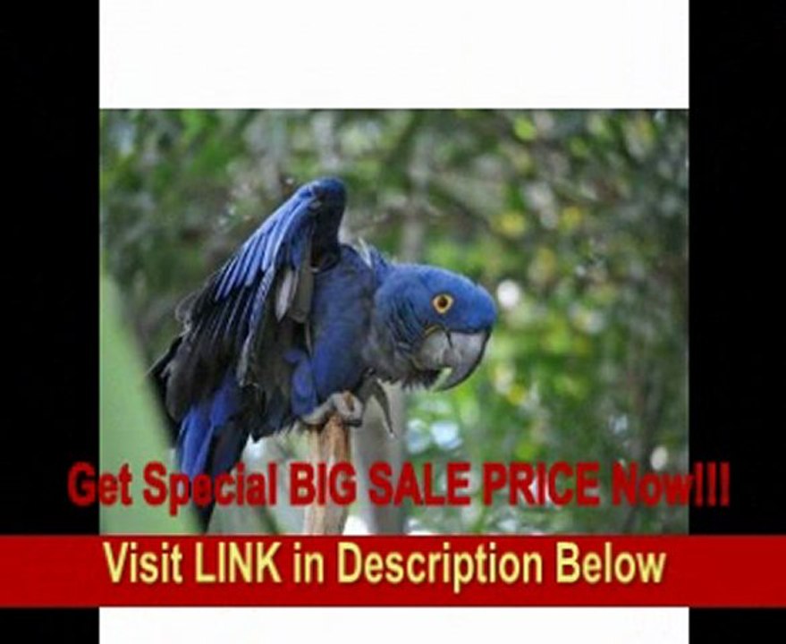 Sigma 120-400mm f/4.5-5.6 AF APO OS DG HSM Telephoto Zoom Lens for Sony Digital SLR Cameras REVIEW