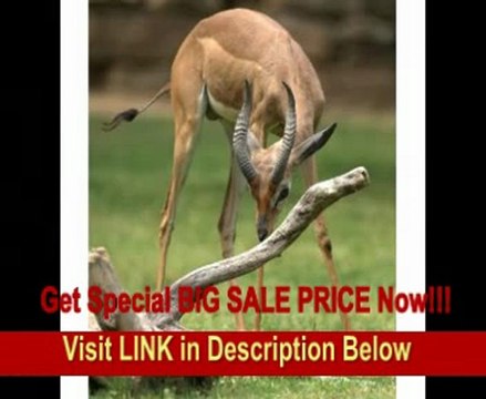 Sigma 120-300mm f/2.8 EX DG IF HSM APO Telephoto Zoom Lens for Canon SLR Cameras FOR SALE