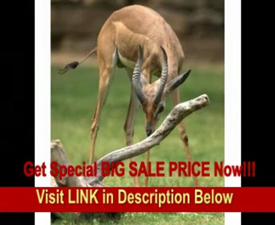 Sigma 120-300mm f/2.8 EX DG IF HSM APO Telephoto Zoom Lens for Canon SLR Cameras FOR SALE