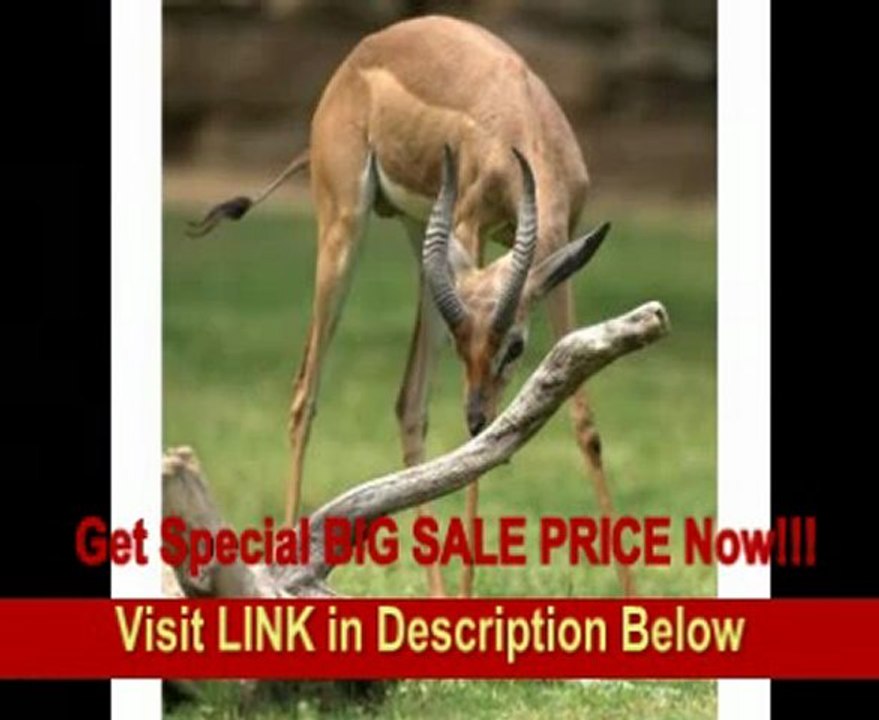 SPECIAL DISCOUNT Sigma 120-300mm f/2.8 EX DG IF HSM APO Telephoto Zoom Lens for Canon SLR Cameras