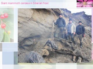 Crown Capital Eco Management - Giant mammoth carcass in Siberian frost