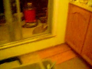 Tasty baby raccoons checking out my balcony