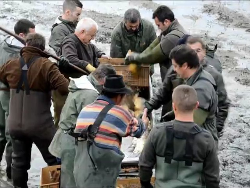 Arbigny Pêche du grand étang. 4.11.2012
