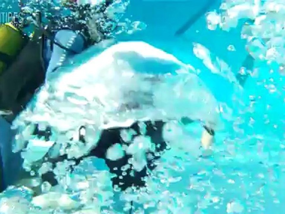 Le festival international de l'image sous-marine et de l'aventure
