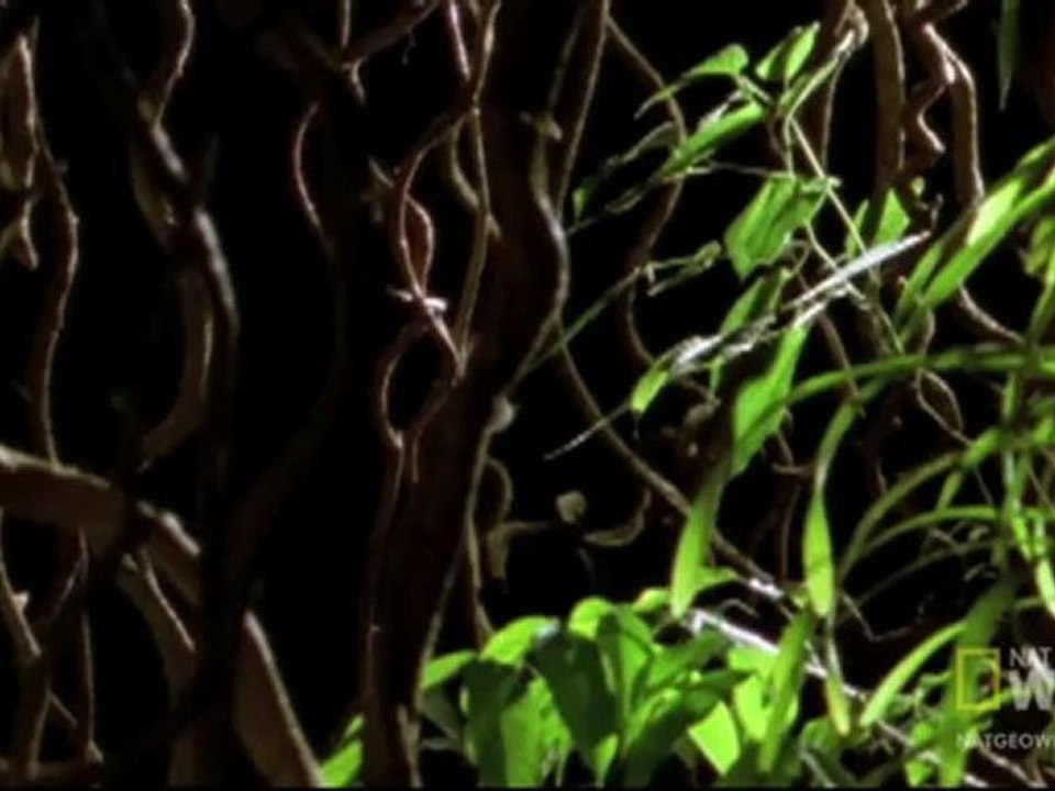 Vampir Yarasalar
