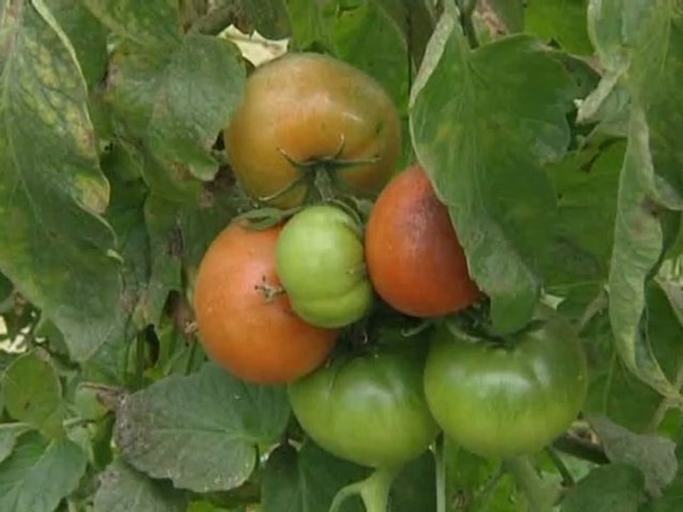 cuisine du terrroir