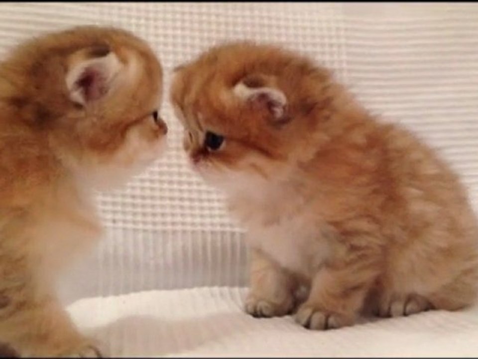 Hellios de Silver Gate - Chaton Mâle Persan Golden Shell