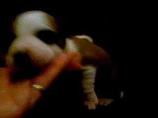 Vidéo des chiots de Bodhi-Girl & de Bully-Boy 7