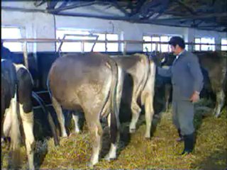 SUNİ TOHUMLAMA