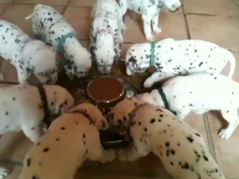 Chiots de dyva à 4 semaines