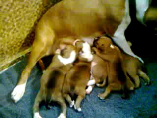 Vidéo des chiots de Bodhi-Girl & de Bully-Boy 1